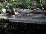 Madhya Pradesh Tourism – The Wildlife Town of Bandhavgarh