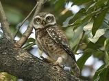 Haryana Tourism – The Bird Town of Jhajjar