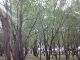 Hesaraghatta Grasslands – A Weekend Getaway near Bangalore