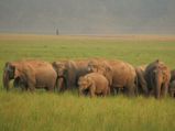 Famous Wildlife Sanctuaries in North India