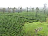 Nelliyampathy : An Untouched Haven in Kerala