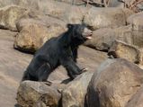 Top Wildlife Sanctuaries in Karnataka