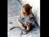 Temples Dedicated to Animals in India – Part 1