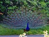Peacocks in the Fort?