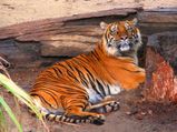 World Wildlife Day 2022: Famous Tiger Reserves in North East India