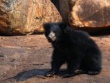 3 Top Sloth Bear Sanctuaries in India!