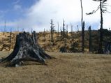  Singalila Ridge Trek 