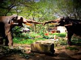 4 Elephant Camps in South India