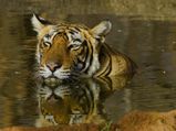 5 Top Wildlife Destinations in Rajasthan