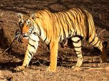 Travel To These Jungles In India To See The Jungle Book Animals