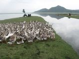 The Fast Disappearing Wular Lake!