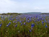 Madayipara In Kerala - A Hill Of Flowers, Birds and Butterflies