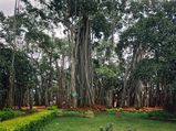 Under the Shade of Big Banyan Tree in Bengaluru
