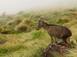 5 Must Visit Wildlife Destinations With Endangered Species in India
