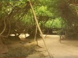 The Mysterious Nidhivan In Vrindavan - Does Lord Krishna Visit This Place Every Night?