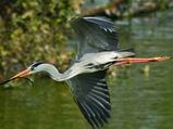 Kingdom of Birds: Vedanthangal Bird Sanctuary