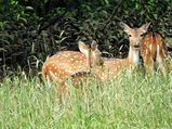 One Day Trip to Bhitarkanika National Park in Odisha