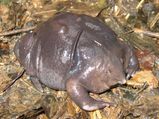 Rare Animals You Didn't Know Existed in India