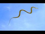 Birds do fly, but flying animals?! Yes, Get to know about the only 5 flying animals found in India!!