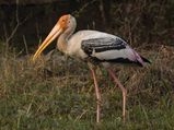 Bird Watching at Kokrebellur in Maddur