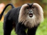 Spot 10 Unique Monkeys at Wildlife Destinations of India
