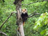 Around Neora Valley National Park in Darjeeling