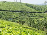 5 Best Places to Visit in Kerala in December