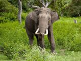 Photo Tour of Bandipur National Park