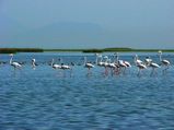 7 Beautiful Estuaries in India 