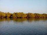 Don't Dive, Just Walk Around: Marine National Park in Jamnagar