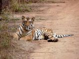 A  Journey To Nagzira Tiger Reserve In Maharashtra