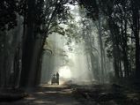 8 Best Places for Jungle Safaris in India 