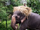 A Day With Elephants: Sakrebailu Elephant Camp In Shimoga