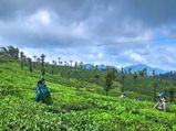 A Guide To Nelliyampathy: Nature At Its Best