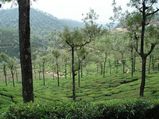 A Weekend Drive From Bengaluru To Valparai