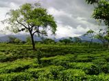 Dooars - India's Gateway To Bhutan