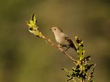Pangot: Paradise For Birdwatchers