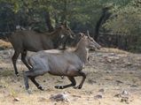 Forests In and Around Delhi - The Perfect Getaways 
