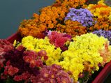Srinagar In Jammu And Kashmir : The Glittering Jewel 