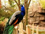 Morachi Chincholi – The Town Of The Dancing Peacocks