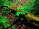 Step Into Nature's Lap: The Top Ecotourism Destinations In India 