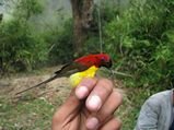 Eaglenest Wildlife Sanctuary In Arunachal Pradesh – A Bird Watcher's Paradise