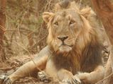Amazing Jungle Safaris In India