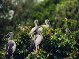 Get Closer To Nature At Karnala From Mumbai