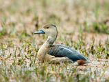 All About The Keoladeo National Park – A UNESCO World Heritage Site 