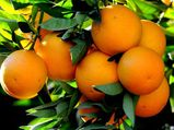 The Orange Festival Of Jampui Hills At Tripura