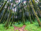 The Hidden Getaway Of Mungpoo From Darjeeling 