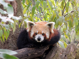 World Zoo Day: Endangered Animals And Where To Find Them In India