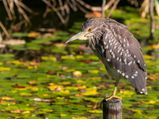 Bengaluru To Mandagadde Bird Sanctuary – A Chirpy Ride!