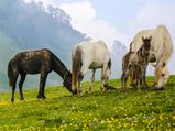 10 Serene Places To Visit In Uttarkashi
